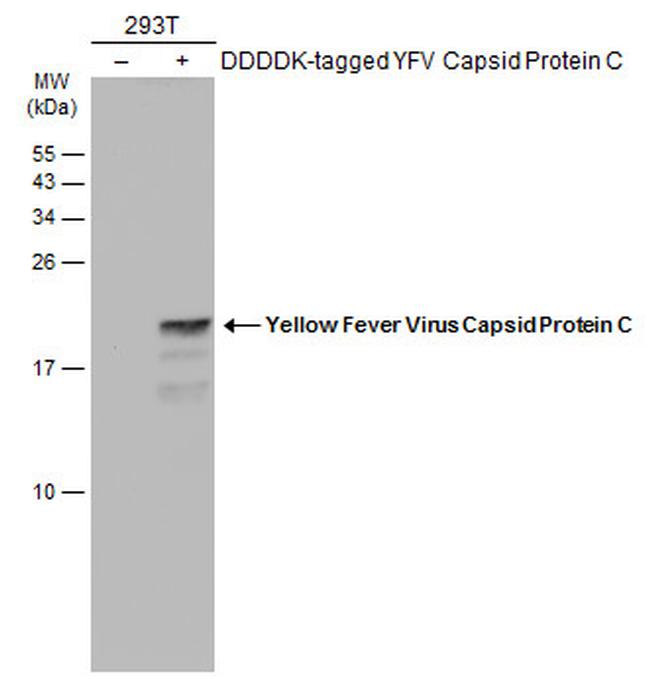Yellow Fever Virus Capsid Protein C Antibody in Western Blot (WB)