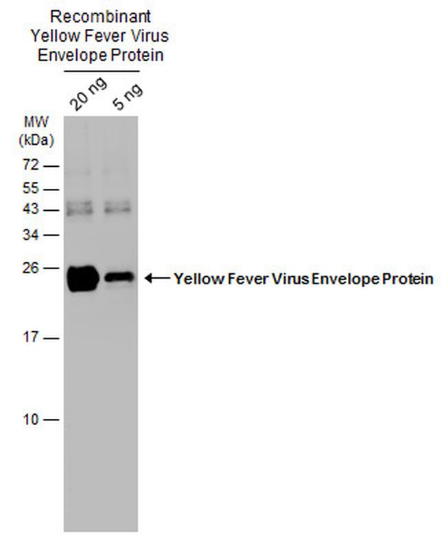 Yellow Fever Virus Envelope Protein Antibody in Western Blot (WB)