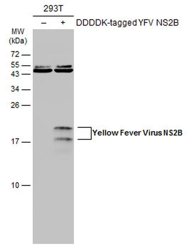 Yellow Fever Virus NS2B Antibody in Western Blot (WB)