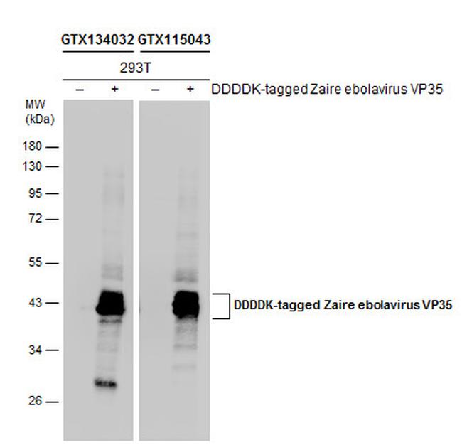 Ebola Virus VP35 Antibody in Western Blot (WB)