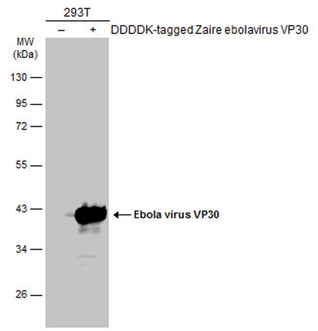 Ebola Virus VP30 Antibody in Western Blot (WB)