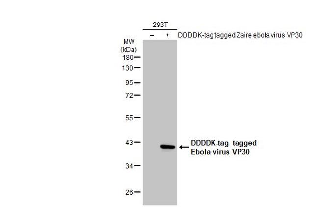 Ebola Virus VP30 Antibody in Western Blot (WB)