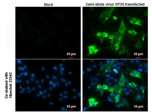 Ebola Virus VP30 Antibody in Immunocytochemistry (ICC/IF)