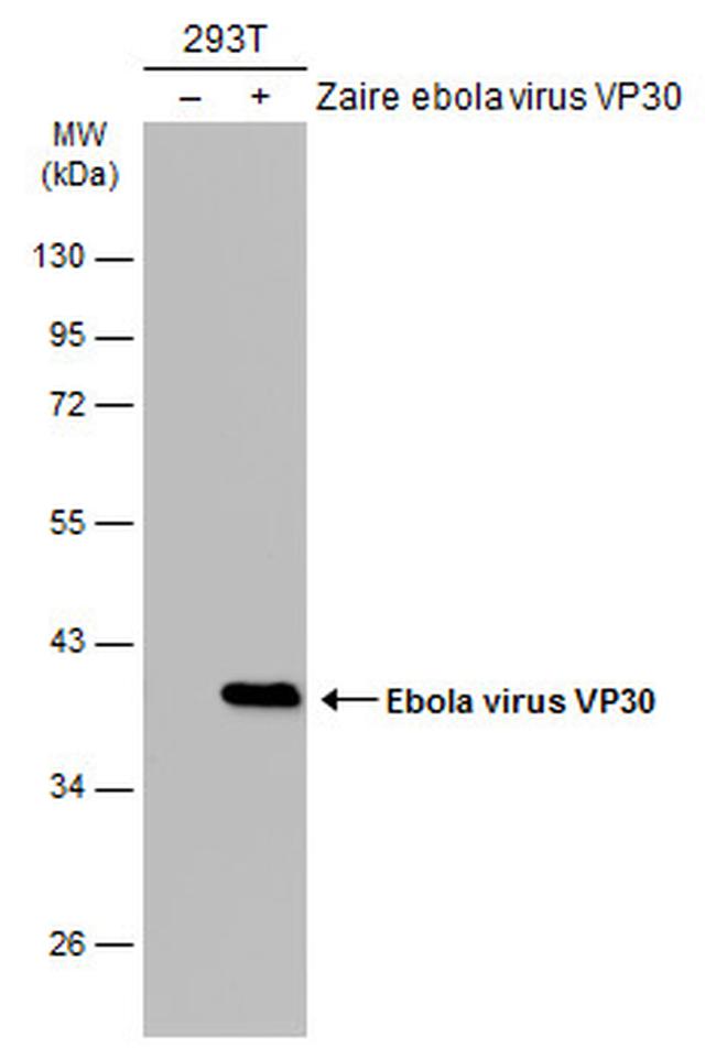 Ebola Virus VP30 Antibody in Western Blot (WB)