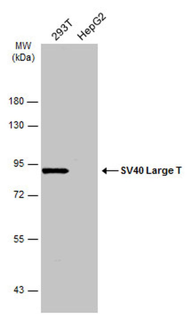 SV40 Large T-Antigen Antibody in Western Blot (WB)