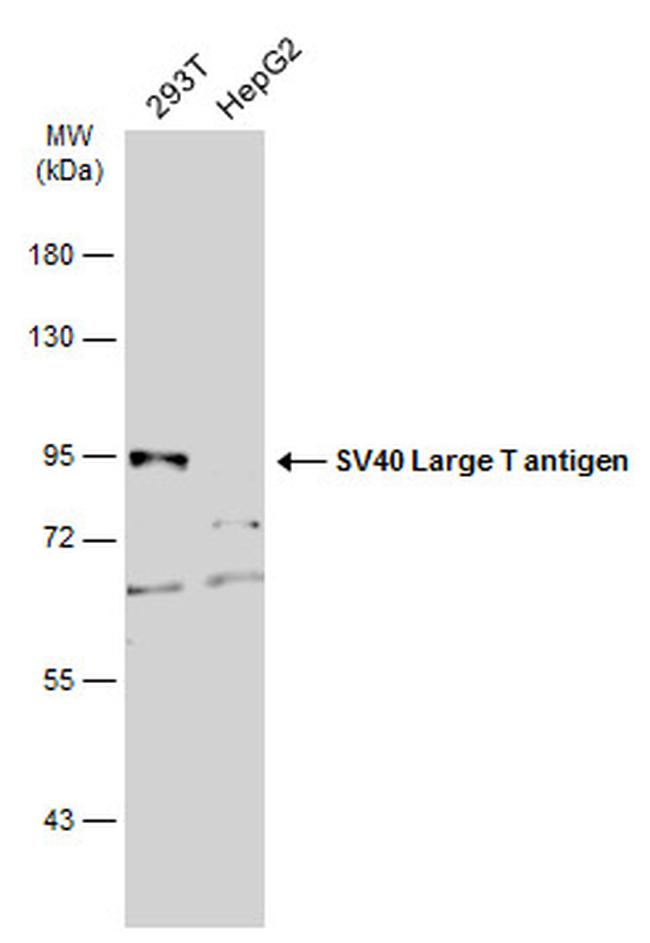 SV40 T-Antigen Antibody in Western Blot (WB)