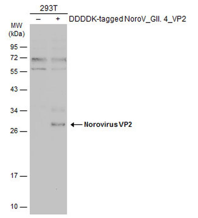 Norovirus VP2 Antibody in Western Blot (WB)