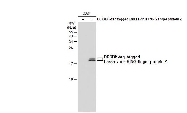 Lassa virus RING finger protein Z Antibody in Western Blot (WB)