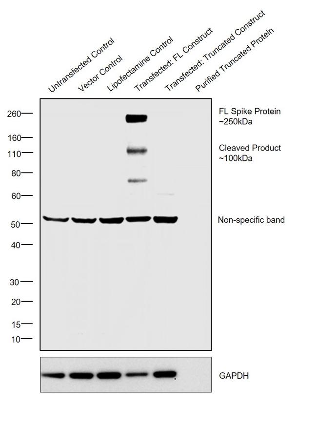 SARS-CoV-2 Spike Protein S1/S2 Antibody in Western Blot (WB)