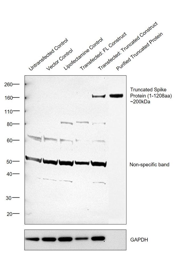 SARS/SARS-CoV-2 Spike Protein (S1/S2) Antibody in Western Blot (WB)
