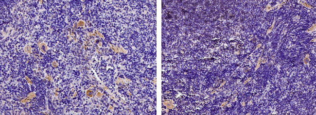 IL-9 Antibody in Immunohistochemistry (Paraffin) (IHC (P))