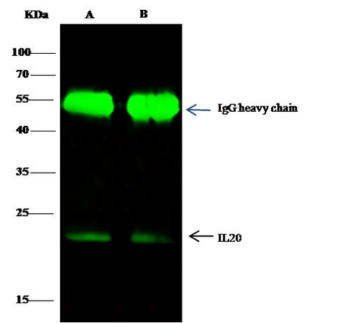 IL-20 Antibody in Immunoprecipitation (IP)