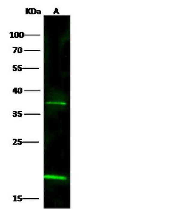 IL-20 Antibody in Western Blot (WB)