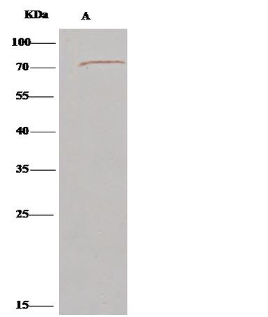 LILRA1 Antibody in Immunoprecipitation (IP)