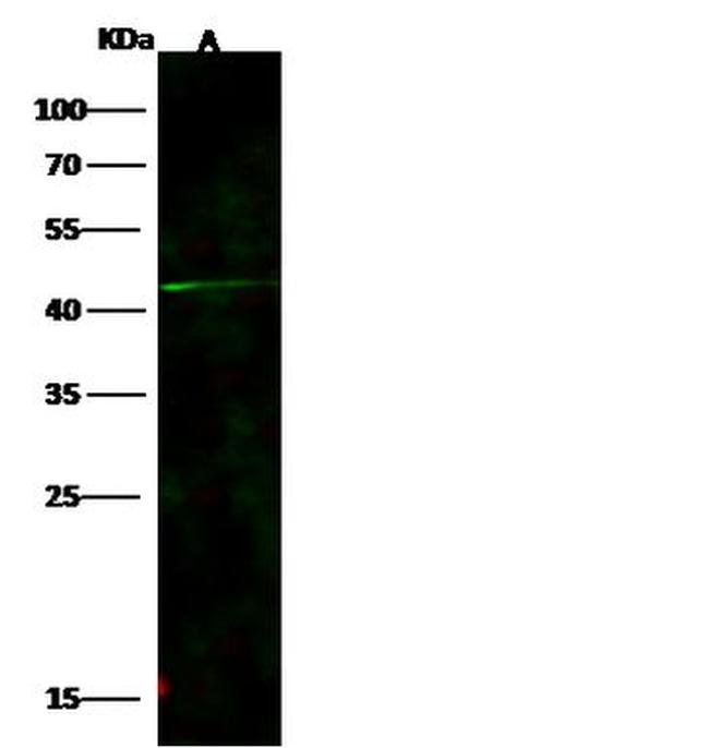 LILRA5 Antibody in Western Blot (WB)