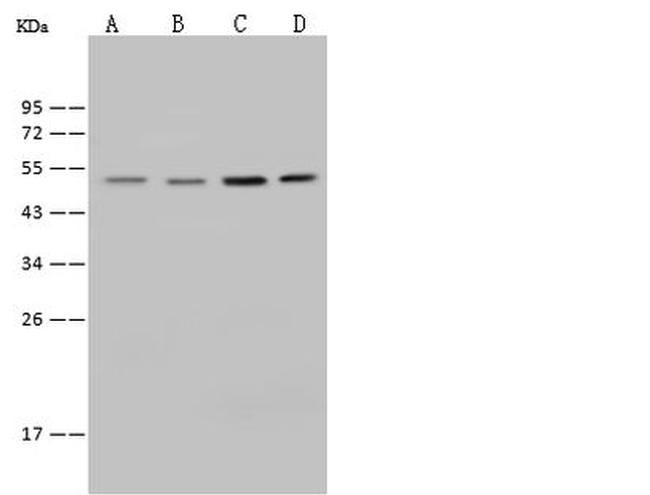 E2F4 Antibody in Western Blot (WB)