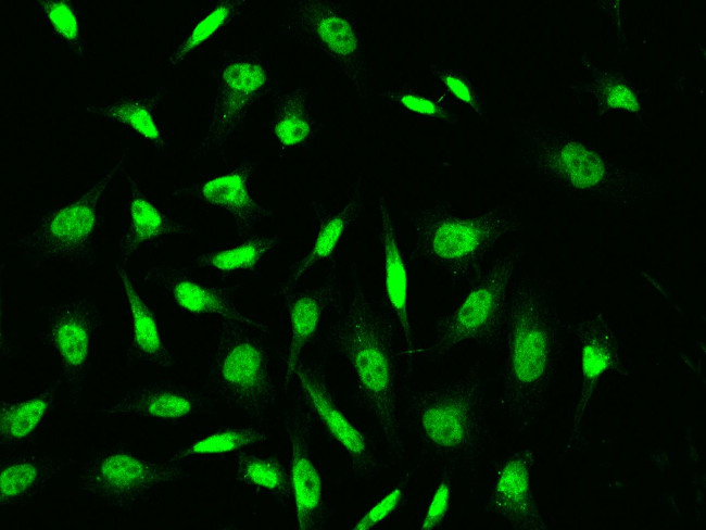 YY1 Antibody in Immunocytochemistry (ICC/IF)