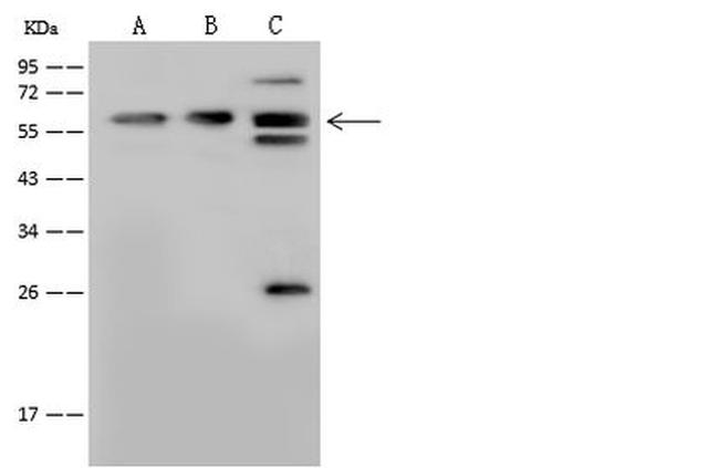 YY1 Antibody in Western Blot (WB)