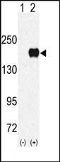 EHMT1 Antibody in Western Blot (WB)