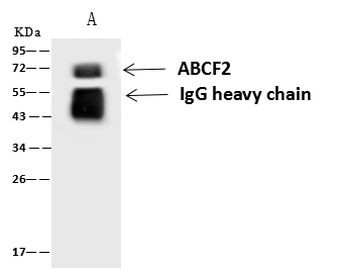 ABCF2 Antibody in Immunoprecipitation (IP)