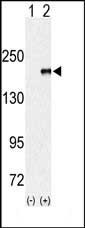 EHMT1 Antibody in Western Blot (WB)