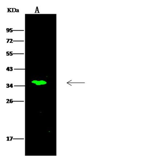 C11orf57 Antibody in Western Blot (WB)