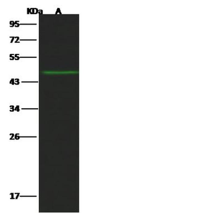 GFRAL Antibody in Western Blot (WB)