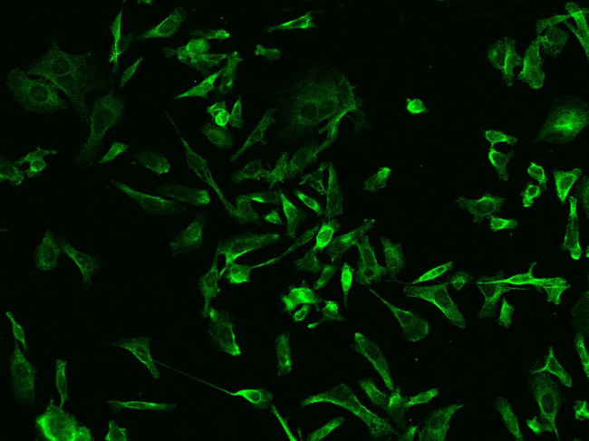 RAB5IF Antibody in Immunocytochemistry (ICC/IF)