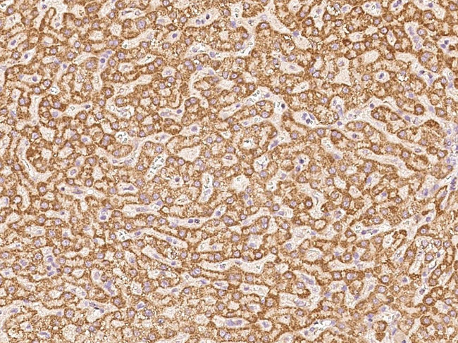 COX17 Antibody in Immunohistochemistry (Paraffin) (IHC (P))