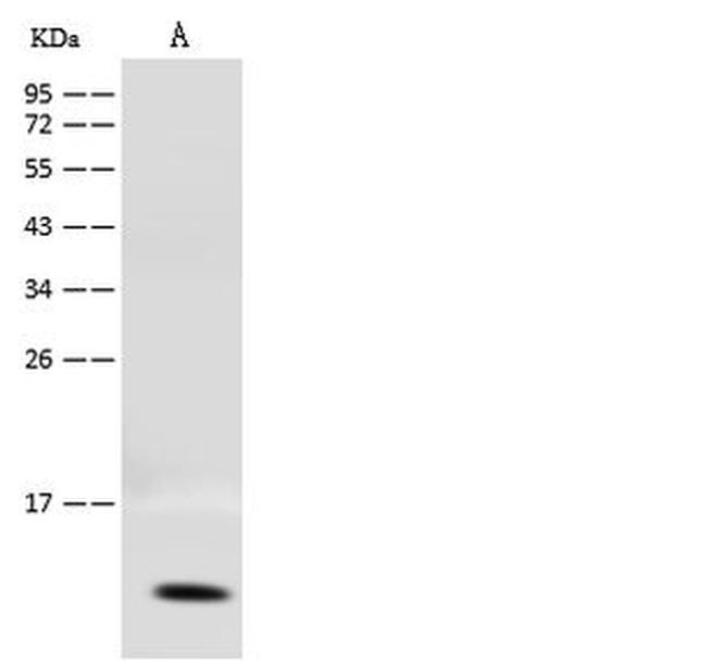 COX17 Antibody in Western Blot (WB)