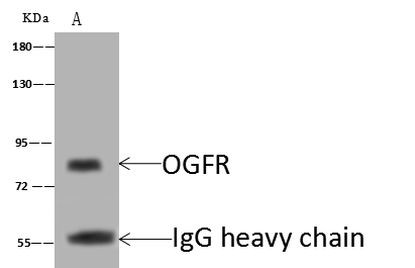 OGFR Antibody in Immunoprecipitation (IP)