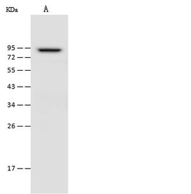 OGFR Antibody in Western Blot (WB)