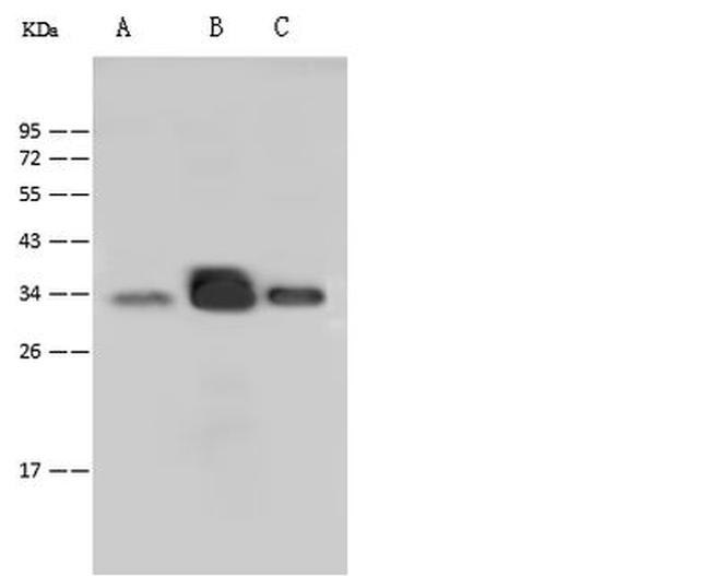 P2Y6 Antibody in Western Blot (WB)