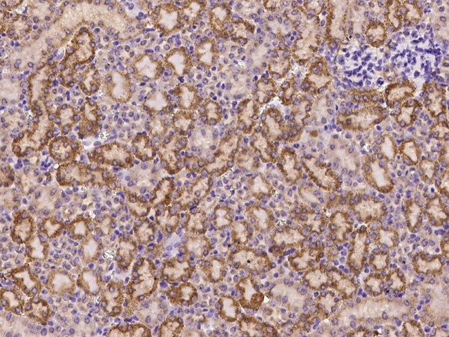 FCAMR Antibody in Immunohistochemistry (Paraffin) (IHC (P))