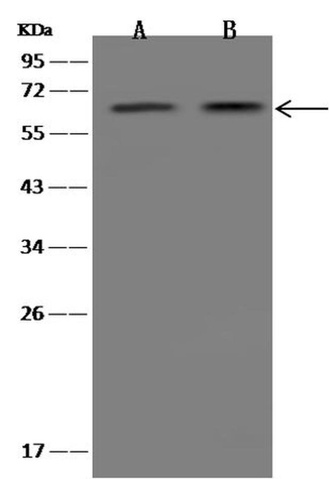 FCAMR Antibody in Western Blot (WB)