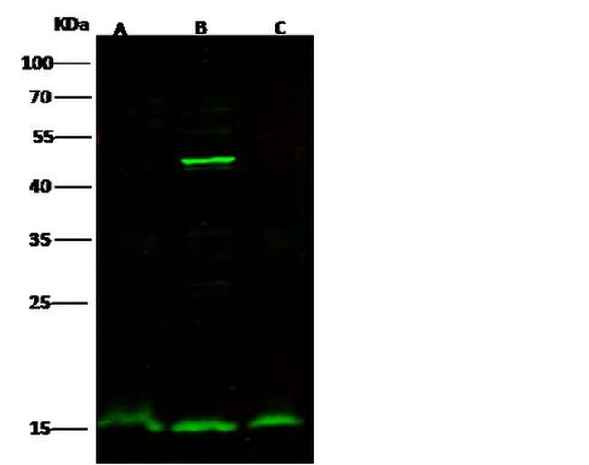 Galectin 7 Antibody in Western Blot (WB)