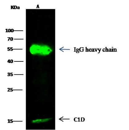 C1D Antibody in Immunoprecipitation (IP)