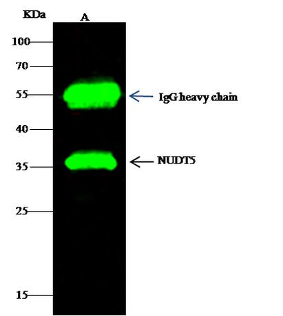 NUDT5 Antibody in Immunoprecipitation (IP)