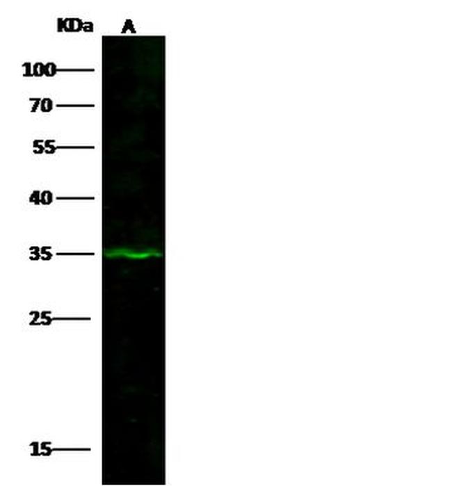 DHRS9 Antibody in Western Blot (WB)