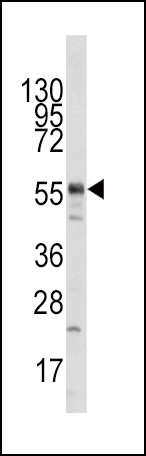 TIP60 Antibody in Western Blot (WB)