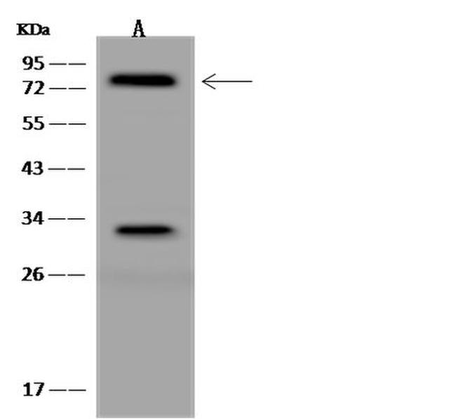 KBP Antibody in Western Blot (WB)