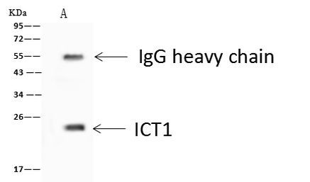 ICT1 Antibody in Immunoprecipitation (IP)