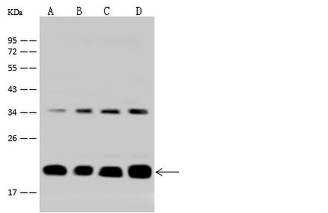 ICT1 Antibody in Western Blot (WB)