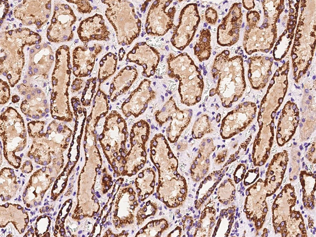 ATP5H Antibody in Immunohistochemistry (Paraffin) (IHC (P))