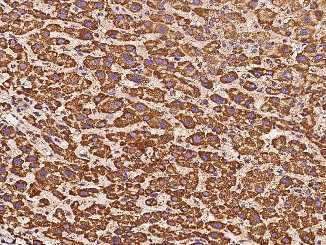 ATP5H Antibody in Immunohistochemistry (Paraffin) (IHC (P))