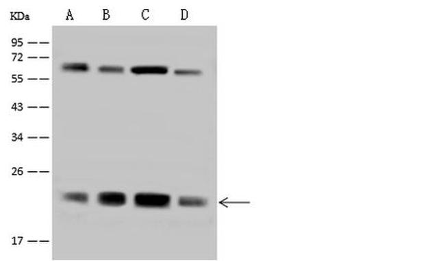 ATP5H Antibody in Western Blot (WB)