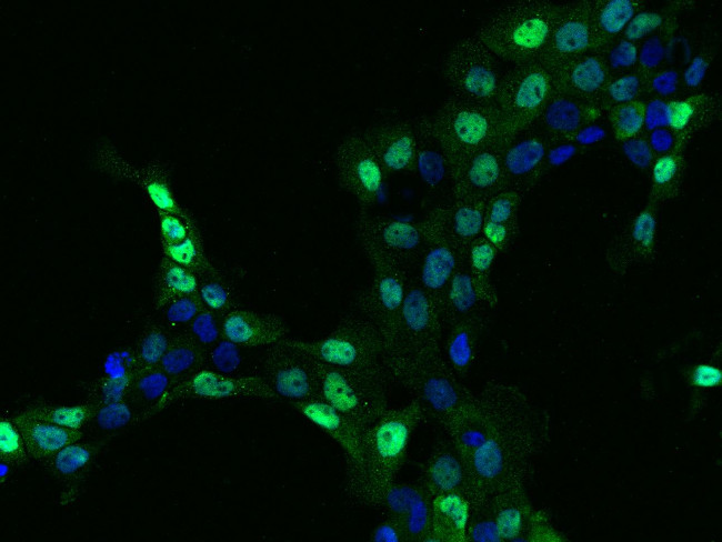 EWSR1 Antibody in Immunocytochemistry (ICC/IF)