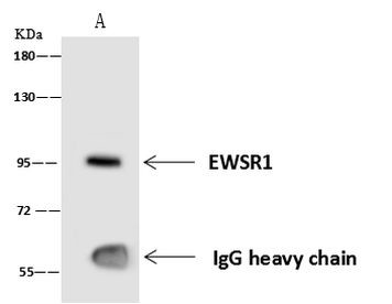 EWSR1 Antibody in Immunoprecipitation (IP)