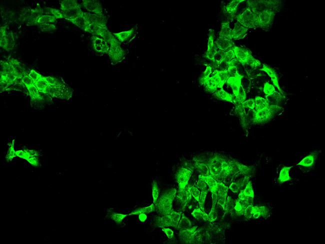 DYNC1LI1 Antibody in Immunocytochemistry (ICC/IF)