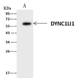 DYNC1LI1 Antibody in Immunoprecipitation (IP)